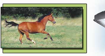 horse in pasture